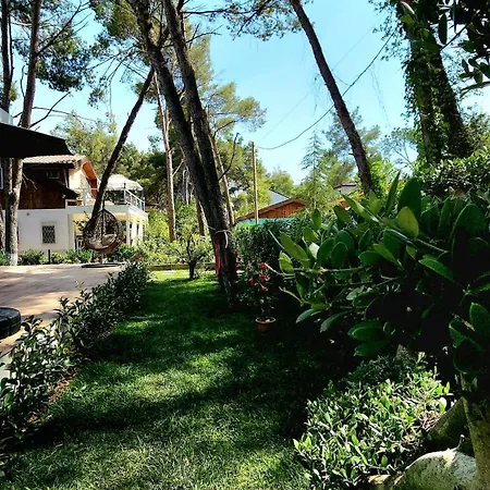 Cozy Pinetrees House